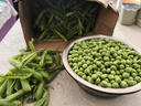 云南甜脆豌豆青豆便宜甜脆水果豌豆農家豌豆新鮮帶殼豌豆莢精品 精品帶殼-5斤（凈重4.6斤）新鮮豌豆 曬單實(shí)拍圖