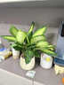 京噶特萬(wàn)年青盆栽室內綠植常綠辦公室內桌面客廳凈化空氣好養活植物 必看提示語(yǔ)：關(guān)于栽種好發(fā)貨的秘密 帶盆栽好 曬單實(shí)拍圖