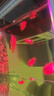 淘歌鸚鵡魚(yú)飼料增紅增艷增色 熱帶魚(yú)發(fā)財羅漢紅鸚鵡地圖魚(yú)糧 曬單實(shí)拍圖