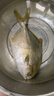 翔泰海南大規格金鯧魚(yú)550g1條海魚(yú)生鮮魚(yú)類(lèi)火鍋 海鮮水產(chǎn) 曬單實(shí)拍圖