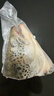 鮮隨漁動(dòng)三文魚(yú)頭去鰓冷凍多肉去鰓魚(yú)頭魚(yú)骨邊角料超大魚(yú)頭燒烤煲湯食材 智利直切三文魚(yú)頭3只裝 共 1800g 帶鰓 曬單實(shí)拍圖