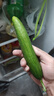 京鮮生 山東水果嫩黃瓜 凈重5斤 單根68g+ 小青瓜生吃水果瓜 源頭直發(fā) 曬單實(shí)拍圖