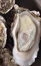鮮活乳山生蠔新鮮牡蠣海蠣子5斤箱 5X特大蠔（15-21只每箱）凈重10斤生蠔 曬單實(shí)拍圖
