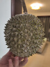 【保四房】樹(shù)熟冷凍貓山王榴蓮帶殼1粒1.6kg 曬單實(shí)拍圖