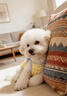嬉皮狗（hipidog）狗狗衣服撞色泡泡格子蝴蝶吊帶泰迪博美約克夏小型犬春夏寵物服裝 洛克黃 M （建議體重5-8斤） 曬單實(shí)拍圖