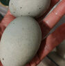 神丹松花皮蛋20枚1.16kg   無(wú)鉛工藝溏心鴨皮蛋  湖北特產(chǎn) 曬單實(shí)拍圖