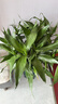 若綠富貴竹水培植物花卉盆栽室內客廳轉運綠植辦公室好養源頭直發(fā)包郵 富貴竹高75-80厘米10支（中竹） 曬單實(shí)拍圖