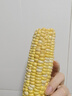 水果冰糖玉米約500g（金銀玉米） 曬單實(shí)拍圖