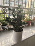 金錢(qián)樹(shù)盆栽招財旺宅客廳年宵盆栽?xún)艋諝馑募境Ｇ嘀参镛k公室綠植 【經(jīng)典精選更茂盛】大盆金錢(qián)樹(shù)+喜樂(lè )白盆 無(wú)規格 曬單實(shí)拍圖