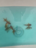 精品小金魚(yú)活魚(yú)冷水魚(yú)小金魚(yú)活魚(yú)淡水錦鯉觀(guān)賞魚(yú)好養耐活魚(yú)不加溫 4-6cm隨機金魚(yú)6條 包損5備損1 曬單實(shí)拍圖