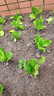 脆甜生菜秧苗帶土耐熱耐寒玻璃奶油生菜秧沙拉菜苗四季盆栽蔬菜苗 速生脆甜生菜苗30顆【20天吃菜】 曬單實(shí)拍圖