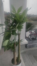 七葉島綠植發(fā)財樹(shù)綠植客廳大盆栽喬遷開(kāi)業(yè)步步高發(fā)財樹(shù)大盆落地綠植盆栽 【精品級】三桿步步高發(fā)財樹(shù)1.5-1.6米 白色圓形樹(shù)脂盆【送接水盤(pán)＋肥料】 曬單實(shí)拍圖
