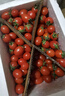 廣西新鮮紅圣女果小番茄蔬菜沙拉水果超市買(mǎi)菜整箱快遞包郵 精選新鮮（單果8g+） 4.5斤 凈重 泡沫箱裝 曬單實(shí)拍圖
