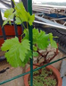 歐悟【買(mǎi)2顆送1顆】嫁接葡萄樹(shù)苗 南北方種植盆栽地栽庭院陽(yáng)臺果樹(shù)苗 巨峰葡萄 六年大苗當年結果 曬單實(shí)拍圖