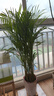 植男植女散尾葵綠植客廳大盆栽落地發(fā)財樹(shù)辦公室高級感送貨到家 曬單實(shí)拍圖