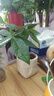 【福利品】發(fā)財樹(shù)盆栽綠植室內客廳桌面凈化空氣懶人好養花卉植物 單桿發(fā)財樹(shù)+米色布袋樹(shù)脂吸水盆 曬單實(shí)拍圖