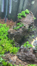 尼特利（NETLEA）水草泥魚(yú)缸凈水營(yíng)養土水族養魚(yú)水藻泥免水洗種植土草缸陶粒底砂 1號大師水草泥  2L 曬單實(shí)拍圖