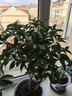 桂花樹(shù)苗室內綠植庭院嫁接桂花盆栽濃香型四季桂花室外耐熱好養 四季桂（原土培育盆發(fā)貨） 原生6年月月桂高約70cm（樹(shù)形優(yōu)美） 曬單實(shí)拍圖