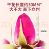 福東海 特級重瓣玫瑰花王茶110克 【無(wú)熏染】真平陰玫瑰花大朵泡水養生 曬單實(shí)拍圖