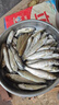 草魚(yú)魚(yú)苗淡水養殖食用半斤特大草魚(yú)苗批發(fā)食蚊小草魚(yú)活魚(yú)苗草魚(yú)苗 優(yōu)質(zhì)草魚(yú)苗 6-8厘米20條送2條防損 曬單實(shí)拍圖