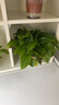 行湘綠蘿盆栽水培綠植新房除甲醛植物180#原盆4盆+吸水盆源頭直發(fā) 曬單實(shí)拍圖