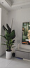 花財主天堂鳥(niǎo)盆栽辦公室大型綠植客廳盆栽家用吸甲醛凈化空氣綠植 7-8天堂鳥(niǎo)1.6-1.7【圓柱盆】 曬單實(shí)拍圖