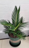 鐵樹(shù)樹(shù)苗盆栽公母庭院室外四季常青大型花卉室內植物好養綠植名貴 鐵樹(shù)球莖3-4一顆 不含盆 曬單實(shí)拍圖