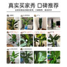 植男植女天堂鳥(niǎo)盆栽客廳室內好養大型落地真綠植辦公室植物鶴望蘭源頭直發(fā) 曬單實(shí)拍圖