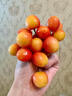 南步大連黃蜜櫻桃【順豐空運】黃金車(chē)厘子佳紅雷尼爾國產(chǎn)大櫻桃水果 500g(凈重) 特大果【12-14g】 曬單實(shí)拍圖
