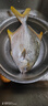 環(huán)球水產(chǎn)南海金鯧魚(yú)凈重2斤/2條生鮮魚(yú)類(lèi)深海魚(yú)海鮮刺少肉多 次日達 曬單實(shí)拍圖
