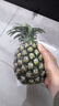 廣東湛江徐聞菠蘿 香水菠蘿 熱帶水果 1個(gè)裝大果 凈重1.5-2斤 曬單實(shí)拍圖