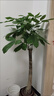 發(fā)財樹(shù)盆栽大棵室內擺客廳大型步步高招財樹(shù)綠植物辦公室喬遷開(kāi)業(yè) 獨桿發(fā)財樹(shù)1.2-1.3米+福字盆+彩帶+肥 其他 曬單實(shí)拍圖