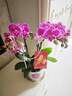 【幸福飛來(lái)】蝴蝶蘭粉色雙株多梗盆栽 曬單實(shí)拍圖