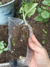 萌肉居蔬菜苗幼苗豐收瓜綠皮瓜果苗盆栽地栽秧苗/佛手瓜苗4棵源頭直發(fā) 曬單實(shí)拍圖