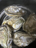 蜀皇乳山生蠔鮮活特大牡蠣海蠣子10斤凈重5XL(16-20只)源頭直發(fā)包 郵  曬單實(shí)拍圖