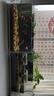 森森 超白玻璃小魚(yú)缸HWK-600P裸缸款水草缸金魚(yú)缸小型水族箱水草缸  曬單實(shí)拍圖
