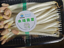 熱賣(mài)新鮮花生芽苗菜天然健康芽豆苗類(lèi)蔬菜 花生芽（250克±20克/盒） 4盒 曬單實(shí)拍圖