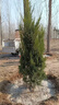 瑯闕塔柏樹(shù)苗帶土松柏耐寒四季常青塔松園林工程綠化1.8m以上源頭直發(fā) 曬單實(shí)拍圖