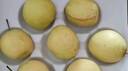 京鮮生 河北雪花梨 冰糖雪梨 凈重4.5斤 單果250g+ 生鮮水果 曬單實(shí)拍圖