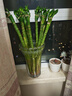 京云夢(mèng)富貴竹龍竹水易養植物盆栽招財轉運竹40龍竹10根不含瓶源頭直發(fā) 曬單實(shí)拍圖