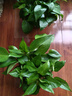 雙盟綠蘿盆栽除甲醛花卉綠植辦公室新房?jì)艋諝?80加侖2盆裝源頭直發(fā) 曬單實(shí)拍圖
