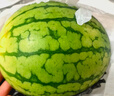 藤上熟吊秧小西瓜1粒1.25kg 曬單實(shí)拍圖