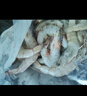 東上御品 國產(chǎn)青島大蝦 特大號白蝦 2030規格 凈重3斤 盒裝活凍 曬單實(shí)拍圖