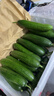 京鮮生 山東精品嫩水果黃瓜 凈重4斤 單根70g+ 荷蘭小青瓜 源頭直發(fā) 曬單實(shí)拍圖