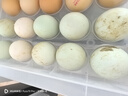 農家散養鴨蛋新鮮生鴨蛋土鴨蛋綠殼青皮鴨蛋營(yíng)養豐富 10枚 60g-70g 曬單實(shí)拍圖