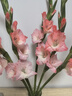 粉紅色劍蘭節節高鮮花年宵花廣州發(fā)春節裝飾情人節禮物長(cháng)65-70cm 粉色劍蘭5支 曬單實(shí)拍圖