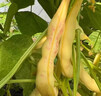 耘淘黃金鉤架豆種子黃金勾東北油豆角籽無(wú)筋無(wú)柴黃色早熟高產(chǎn)蔬菜種籽 黃金鉤種子2包約90粒 原裝 曬單實(shí)拍圖