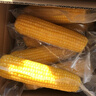 北緯媽咪黃糯玉米3.2斤（200g*8根）東北鮮甜糯玉米 黏粘玉米棒真空包裝 曬單實(shí)拍圖