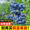 臨雅藍莓樹(shù)果樹(shù)苗盆栽陽(yáng)臺室內外地栽南北方種植40cm天后源頭直發(fā) 曬單實(shí)拍圖