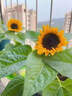 耘淘矮向日葵種孑觀(guān)賞迷你食用葵花籽四季播種室內外盆栽種植花種籽子 盆栽矮向日葵1包約50粒 原裝正版 曬單實(shí)拍圖
